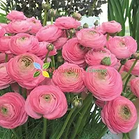 Floriculture Greens Ranunculus Flower Blulb Hybrid Bulbs for Home  Garden (Pink, Pack Of 10 Bulbs)-thumb4