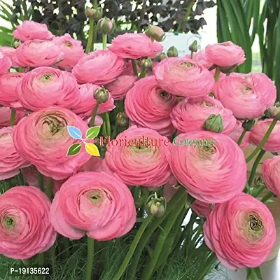 Floriculture Greens Ranunculus Flower Blulb Hybrid Bulbs for Home  Garden (Pink, Pack Of 10 Bulbs)-thumb5