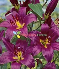 Floriculture Greens Winter Flower Bulbs Oriental Lily Imported Flower Bulbs for Home  Garden (Purple, Pack of 6 Bulbs)-thumb1