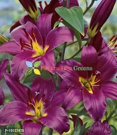 Floriculture Greens Winter Flower Bulbs Oriental Lily Imported Flower Bulbs for Home  Garden (Purple, Pack of 6 Bulbs)-thumb2