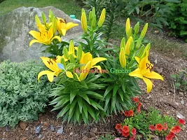 Floriculture Greens Winter Flower Bulbs Oriental Lily Flower Imported Bulbs for Home  Garden (Yellow, Pack of 6 Bulbs)-thumb4