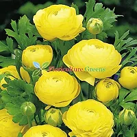 Floriculture Greens Ranunculus Flower Blulb Hybrid Bulbs for Home  Garden (Yellow, Pack Of 10 Bulbs)-thumb3