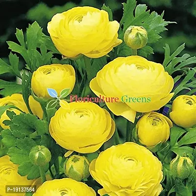 Floriculture Greens Ranunculus Flower Blulb Hybrid Bulbs for Home  Garden (Yellow, Pack Of 10 Bulbs)-thumb4