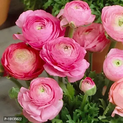 Floriculture Greens Ranunculus Flower Blulb Hybrid Bulbs for Home  Garden (Pink, Pack Of 10 Bulbs)