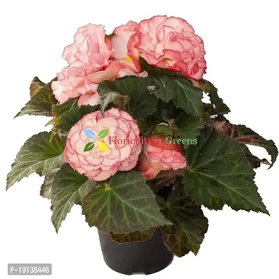 Floriculture Greens Imp. Begonia Flower Hybrid Bulbs For Home Gardening Planting (Nonstop Rose Begonia, Pack Of 2 Bulbs)