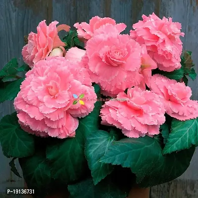 Floriculture Greens Imp. Begonia Flower Hybrid Bulbs For Home Gardening Planting (Pink Begonia, Pack Of 4 Bulbs)-thumb0