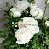 Floriculture Greens Ranunculus Flower Blulb Hybrid Bulbs for Home  Garden (White, Pack Of 10 Bulbs)-thumb4