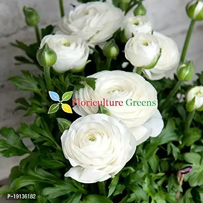 Floriculture Greens Ranunculus Flower Blulb Hybrid Bulbs for Home  Garden (White, Pack Of 10 Bulbs)-thumb5