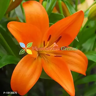 Floriculture Greens Winter Flower Bulbs Oriental Lily Imported Flower Bulbs For Home  Garden (Orange, Pack Of 2 Bulbs)-thumb4