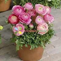 Floriculture Greens Ranunculus Flower Blulb Hybrid Bulbs for Home  Garden (Pink, Pack Of 10 Bulbs)-thumb3