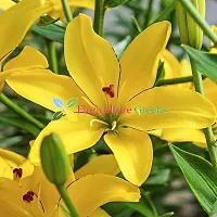 Floriculture Greens Winter Flower Bulbs Oriental Lily Flower Imported Bulbs for Home  Garden (Yellow, Pack of 6 Bulbs)-thumb1