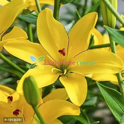 Floriculture Greens Winter Flower Bulbs Oriental Lily Flower Imported Bulbs for Home  Garden (Yellow, Pack of 6 Bulbs)-thumb2