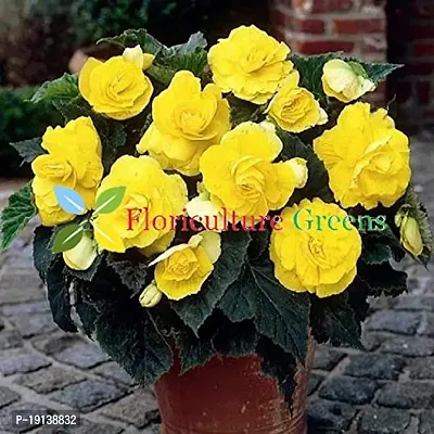 Floriculture Greens Imp. Begonia Flower Hybrid Bulbs For Home Gardening Planting (Nonstop Mocca Yellow Begonia, Pack Of 2 Bulbs)-thumb5