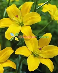 Floriculture Greens Winter Flower Bulbs Oriental Lily Flower Imported Bulbs for Home  Garden (Yellow, Pack of 6 Bulbs)-thumb2