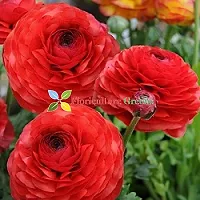 Floriculture Greens Ranunculus Flower Blulb Hybrid Bulbs for Home  Garden (Red, Pack Of 10 Bulbs)-thumb1