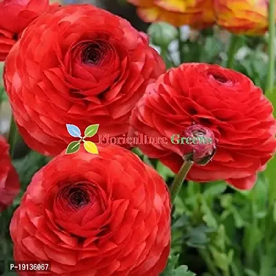 Floriculture Greens Ranunculus Flower Blulb Hybrid Bulbs for Home  Garden (Red, Pack Of 10 Bulbs)-thumb2