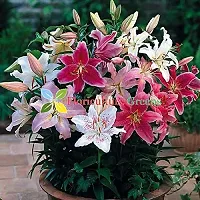 Floriculture Greens Winter Flower Bulbs Oriental Lily Imported Flower Bulbs for Home  Garden (Multi Colors, Pack of 6 Bulbs)-thumb3