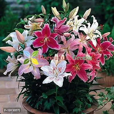 Floriculture Greens Winter Flower Bulbs Oriental Lily Imported Flower Bulbs for Home  Garden (Multi Colors, Pack of 6 Bulbs)-thumb4