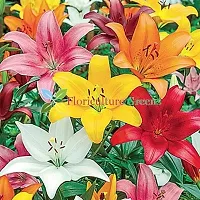 Floriculture Greens Winter Flower Bulbs Oriental Lily Imported Flower Bulbs for Home  Garden (Multi Colors, Pack of 6 Bulbs)-thumb2