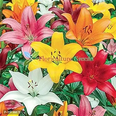 Floriculture Greens Winter Flower Bulbs Oriental Lily Imported Flower Bulbs for Home  Garden (Multi Colors, Pack of 6 Bulbs)-thumb3