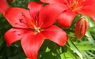 Floriculture Greens Winter Flower Bulbs Oriental Lily Imported Flower Bulbs for Home  Garden (Red, Pack of 6 Bulbs)-thumb4