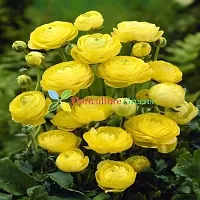 Floriculture Greens Ranunculus Flower Blulb Hybrid Bulbs for Home  Garden (Yellow, Pack Of 10 Bulbs)-thumb4