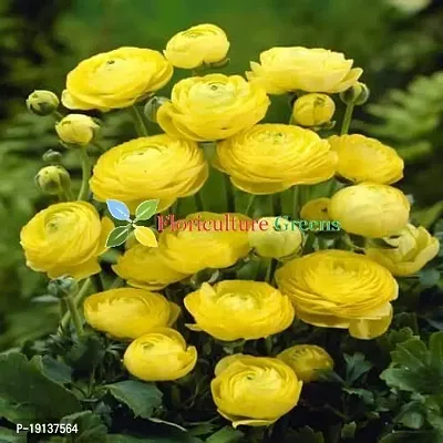 Floriculture Greens Ranunculus Flower Blulb Hybrid Bulbs for Home  Garden (Yellow, Pack Of 10 Bulbs)-thumb5