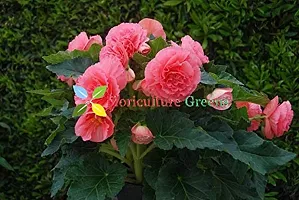 Floriculture Greens Imp. Begonia Flower Hybrid Bulbs For Home Gardening Planting (Pink Begonia, Pack Of 4 Bulbs)-thumb1
