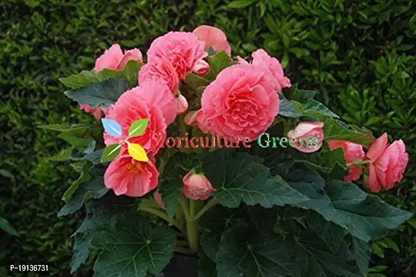 Floriculture Greens Imp. Begonia Flower Hybrid Bulbs For Home Gardening Planting (Pink Begonia, Pack Of 4 Bulbs)-thumb2