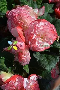 Floriculture Greens Imp. Begonia Flower Hybrid Bulbs For Home Gardening Planting (Nonstop Rose Begonia, Pack Of 2 Bulbs)-thumb2