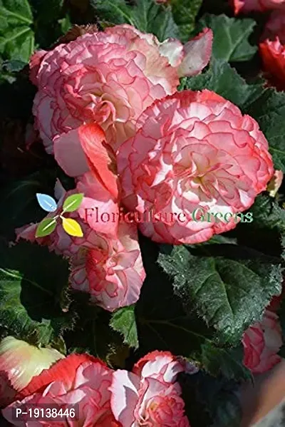 Floriculture Greens Imp. Begonia Flower Hybrid Bulbs For Home Gardening Planting (Nonstop Rose Begonia, Pack Of 2 Bulbs)-thumb3