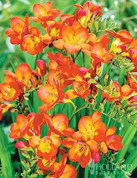 Floriculture Greens Flower Bulbs IMP. Freesia Orange Aromatic Flowers Bulbs Pack of-thumb4