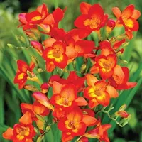 Floriculture Greens Flower Bulbs IMP. Freesia Orange Aromatic Flowers Bulbs Pack of-thumb2