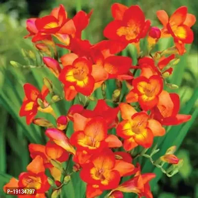 Floriculture Greens Flower Bulbs IMP. Freesia Orange Aromatic Flowers Bulbs Pack of-thumb3