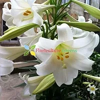 Floriculture Greens Winter Flower Bulbs Oriental Lily Imported Flower Bulbs for Home  Garden (Snow White, Pack of 6 Bulbs)-thumb1