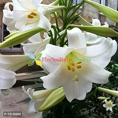 Floriculture Greens Winter Flower Bulbs Oriental Lily Imported Flower Bulbs for Home  Garden (Snow White, Pack of 6 Bulbs)-thumb2