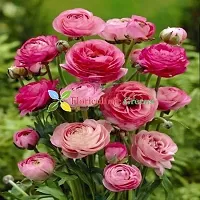 Floriculture Greens Ranunculus Flower Blulb Hybrid Bulbs for Home  Garden (Pink, Pack Of 10 Bulbs)-thumb2