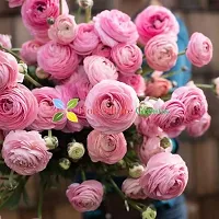 Floriculture Greens Ranunculus Flower Blulb Hybrid Bulbs for Home  Garden (Pink, Pack Of 10 Bulbs)-thumb1