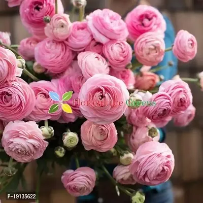 Floriculture Greens Ranunculus Flower Blulb Hybrid Bulbs for Home  Garden (Pink, Pack Of 10 Bulbs)-thumb2