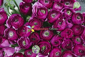 Floriculture Greens Ranunculus Flower Blulb Hybrid Bulbs for Home  Garden (Purple, Pack Of 10 Bulbs)-thumb2