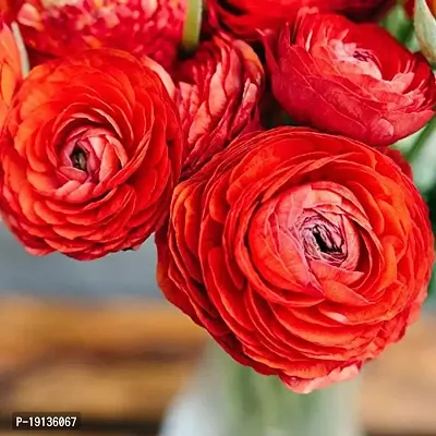 Floriculture Greens Ranunculus Flower Blulb Hybrid Bulbs for Home  Garden (Red, Pack Of 10 Bulbs)