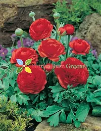 Floriculture Greens Ranunculus Flower Blulb Hybrid Bulbs for Home  Garden (Red, Pack Of 10 Bulbs)-thumb4