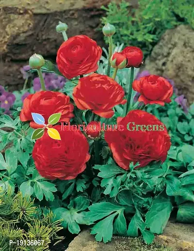 Floriculture Greens Ranunculus Flower Blulb Hybrid Bulbs for Home  Garden (Red, Pack Of 10 Bulbs)-thumb5