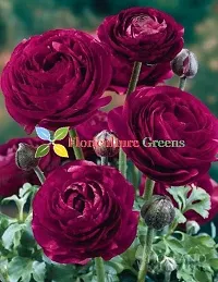 Floriculture Greens Ranunculus Flower Blulb Hybrid Bulbs for Home  Garden (Purple, Pack Of 10 Bulbs)-thumb1