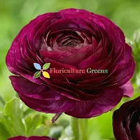 Floriculture Greens Ranunculus Flower Blulb Hybrid Bulbs for Home  Garden (Purple, Pack Of 10 Bulbs)-thumb4