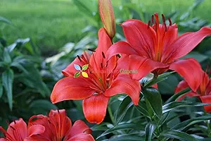 Floriculture Greens Winter Flower Bulbs Oriental Lily Imported Flower Bulbs for Home  Garden (Red, Pack of 6 Bulbs)-thumb3