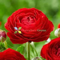 Floriculture Greens Ranunculus Flower Blulb Hybrid Bulbs for Home  Garden (Red, Pack Of 10 Bulbs)-thumb3