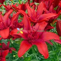 Floriculture Greens Winter Flower Bulbs Oriental Lily Imported Flower Bulbs for Home  Garden (Red, Pack of 6 Bulbs)-thumb1