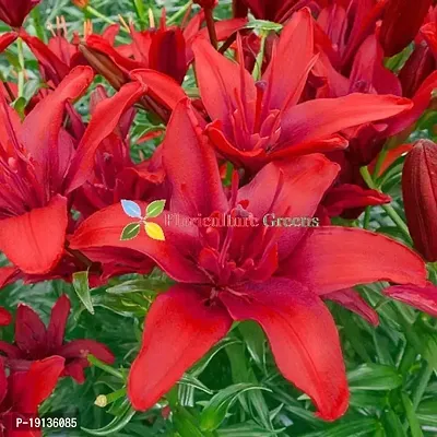 Floriculture Greens Winter Flower Bulbs Oriental Lily Imported Flower Bulbs for Home  Garden (Red, Pack of 6 Bulbs)-thumb2