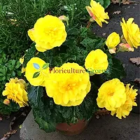 Floriculture Greens Imp. Begonia Flower Hybrid Bulbs For Home Gardening Planting (Nonstop Mocca Yellow Begonia, Pack Of 2 Bulbs)-thumb2